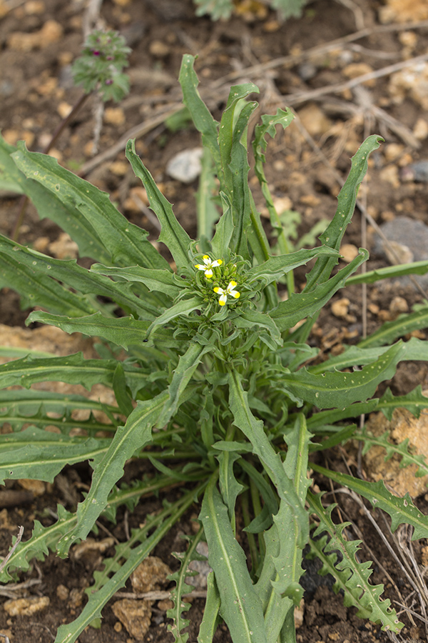 Изображение особи Erysimum repandum.