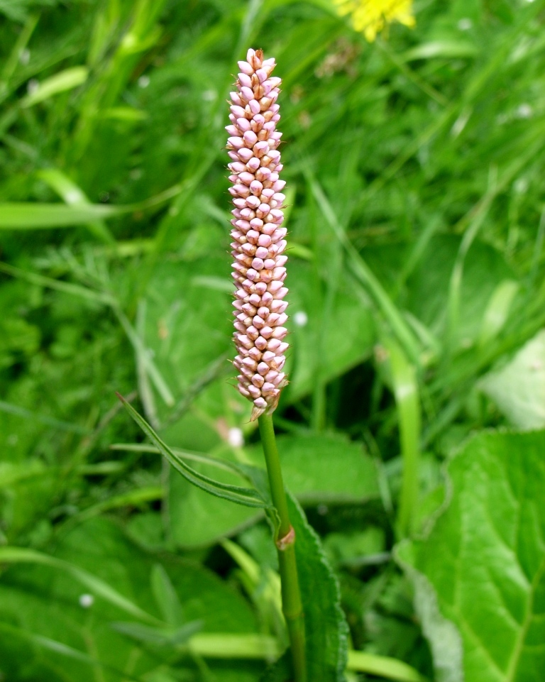 Изображение особи Bistorta officinalis.