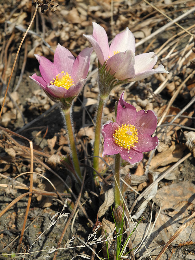 Image of Pulsatilla patens specimen.