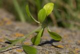 Valerianella locusta