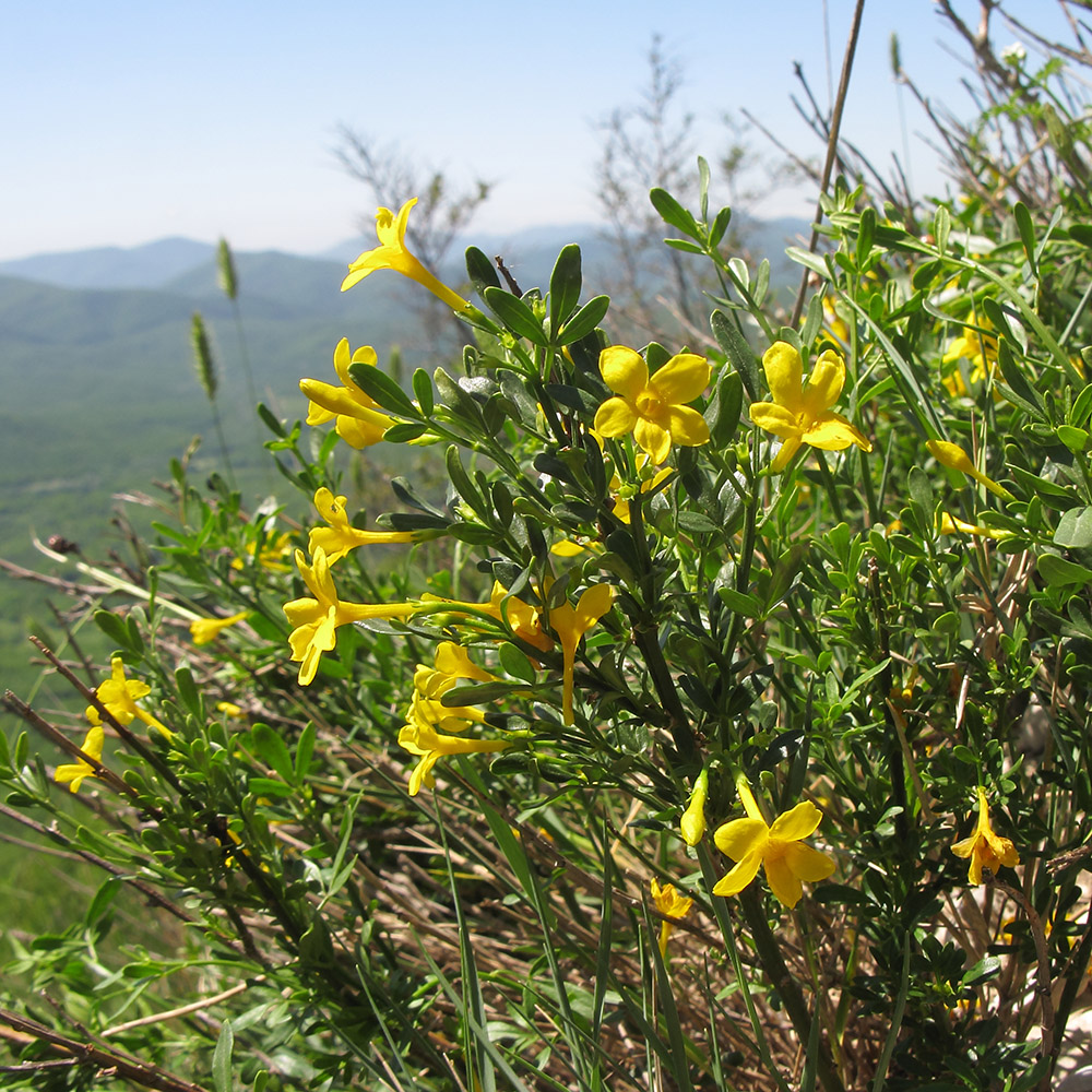 Image of Jasminum fruticans specimen.