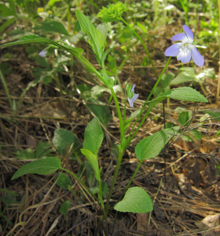 Image of Viola canina specimen.