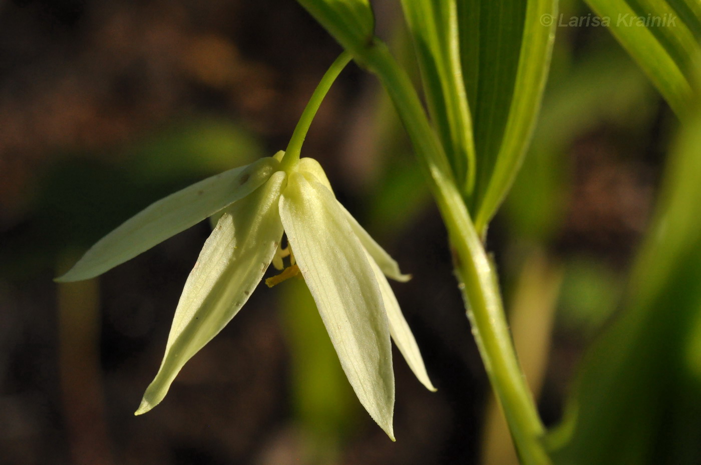 Image of Disporum smilacinum specimen.