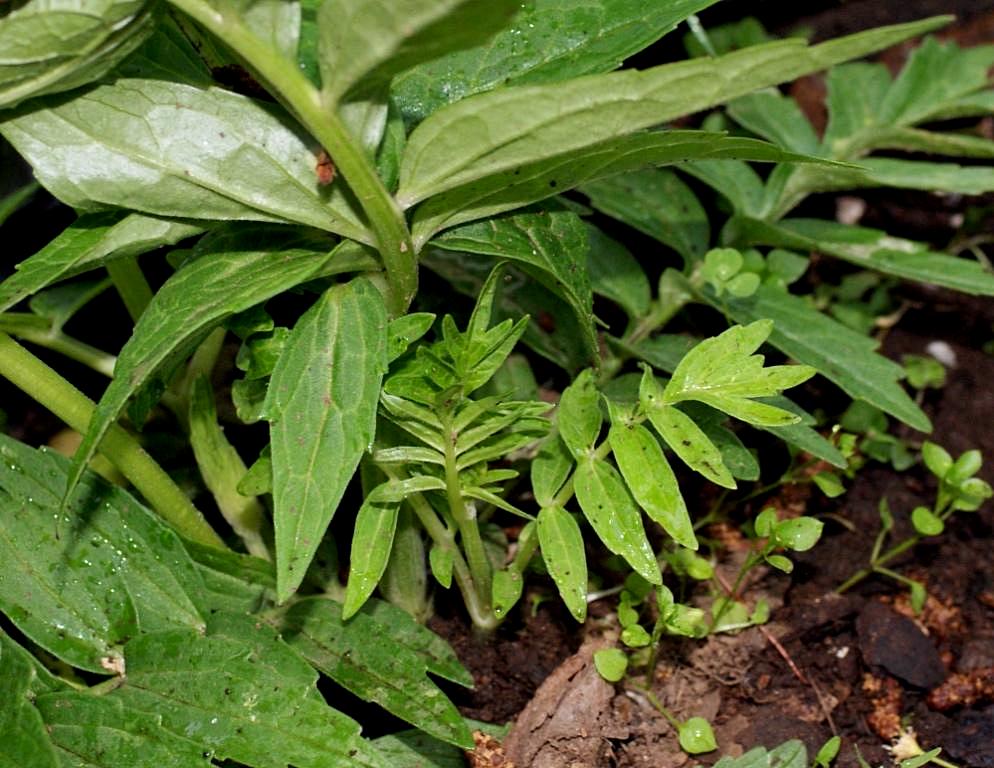 Image of genus Valeriana specimen.