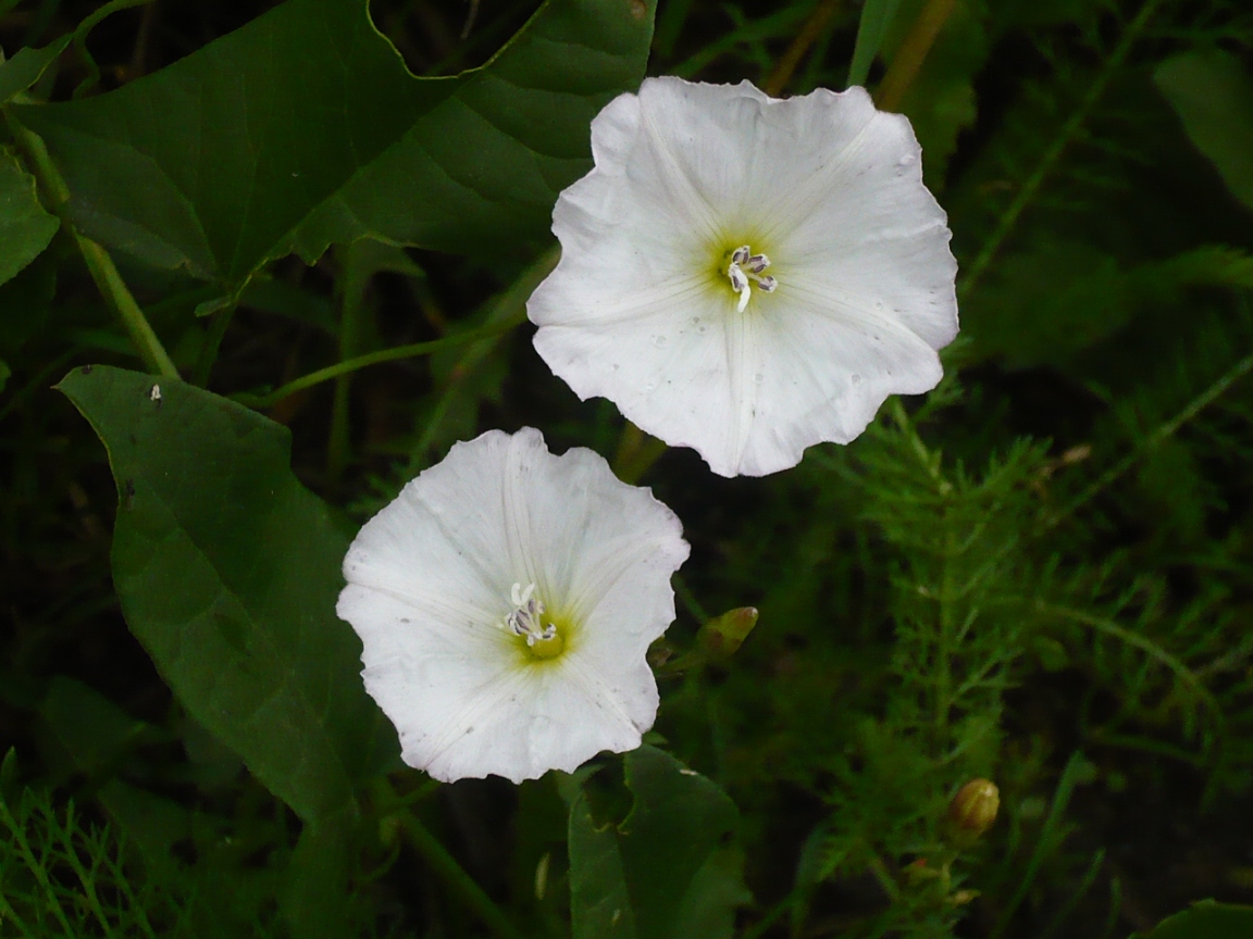 Image of Convolvulus arvensis specimen.