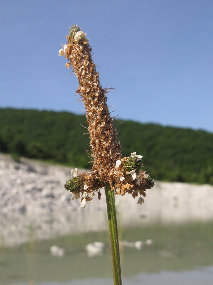 Изображение особи Plantago lanceolata.