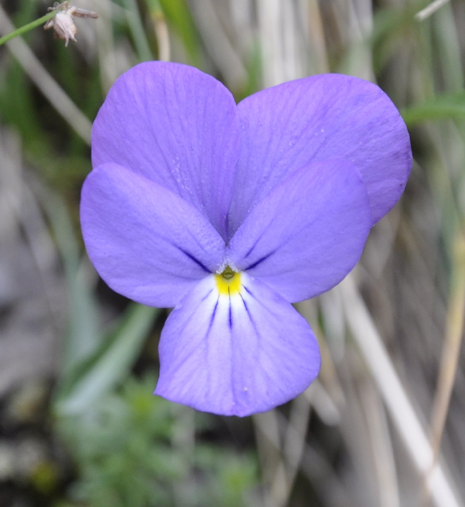 Изображение особи Viola pseudograeca.