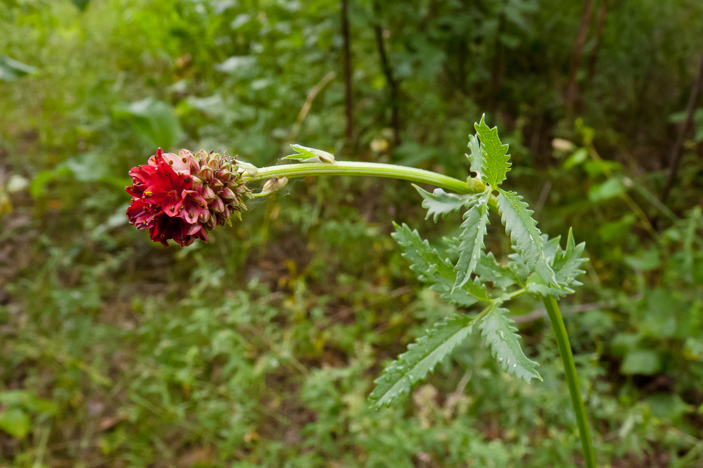 Изображение особи Sanguisorba officinalis.