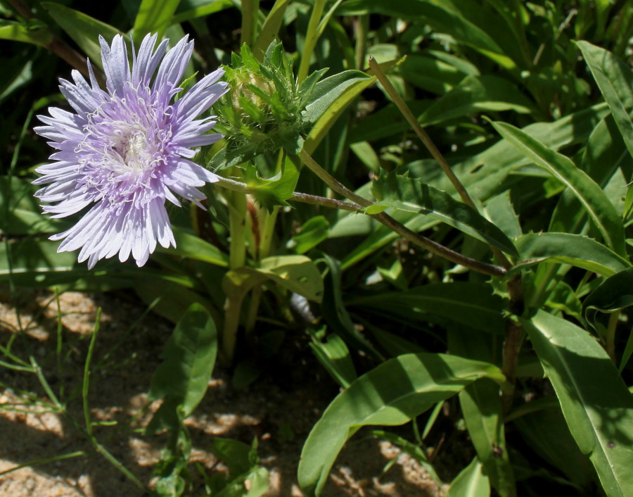 Image of Stokesia laevis specimen.