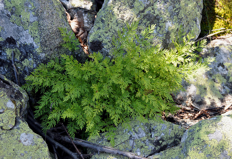 Image of Cryptogramma crispa specimen.