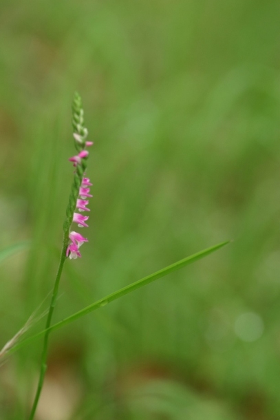 Изображение особи Spiranthes australis.