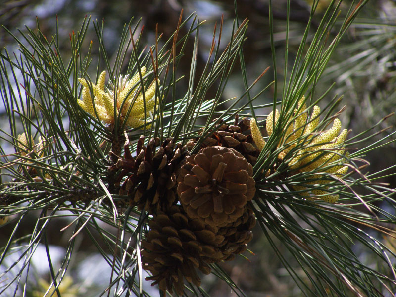 Изображение особи Pinus pallasiana.