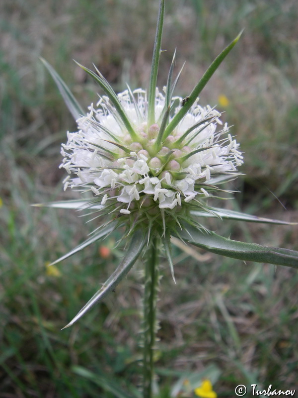 Изображение особи Dipsacus laciniatus.