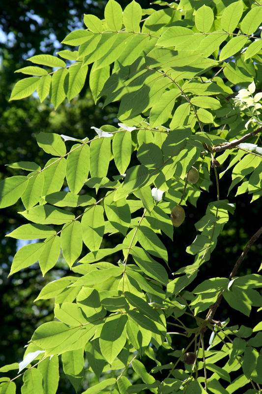 Изображение особи Juglans ailanthifolia.