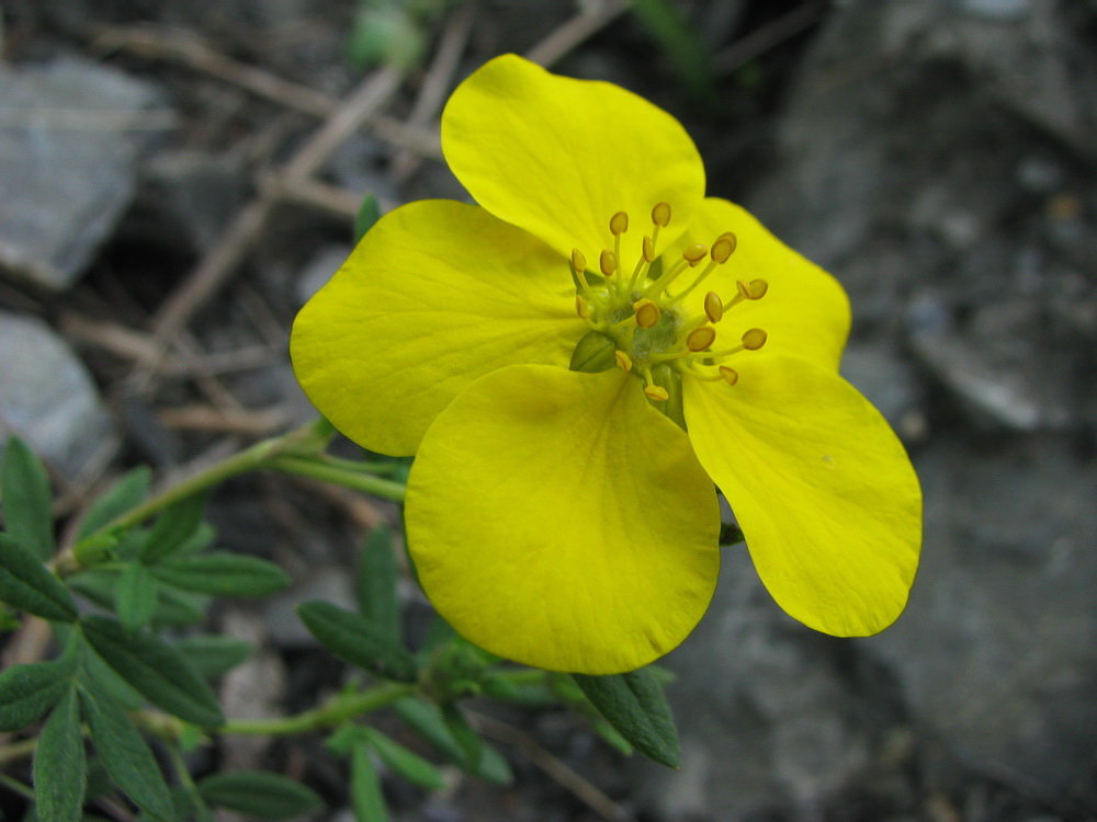 Image of Dasiphora fruticosa specimen.