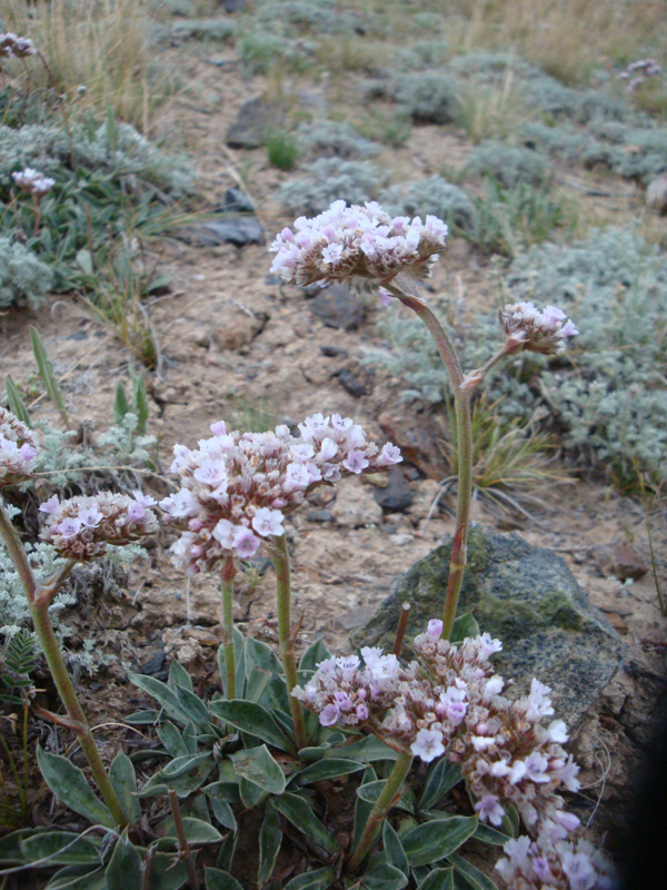 Image of Goniolimon orthocladum specimen.