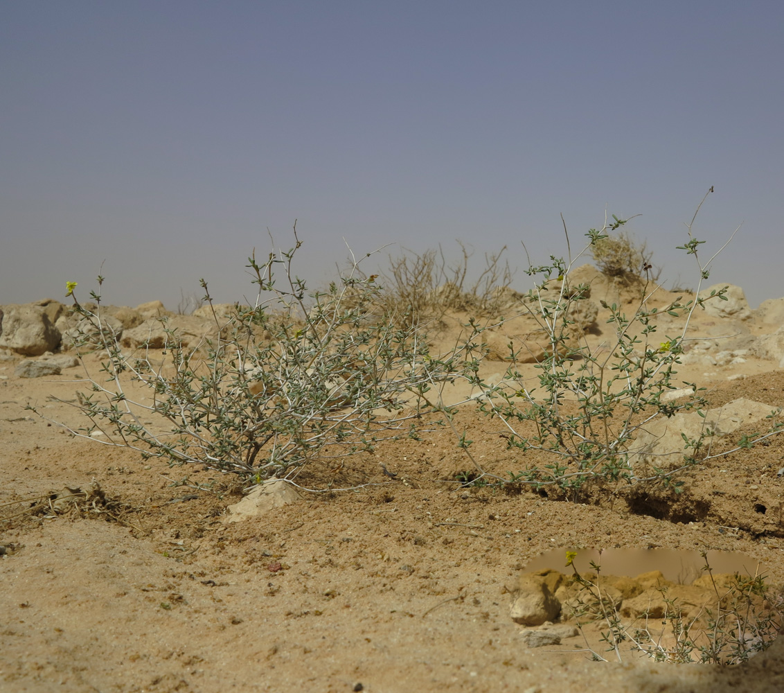 Image of Helianthemum sancti-antonii specimen.