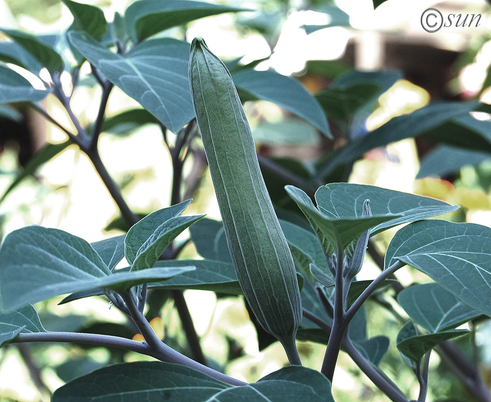 Image of Datura wrightii specimen.