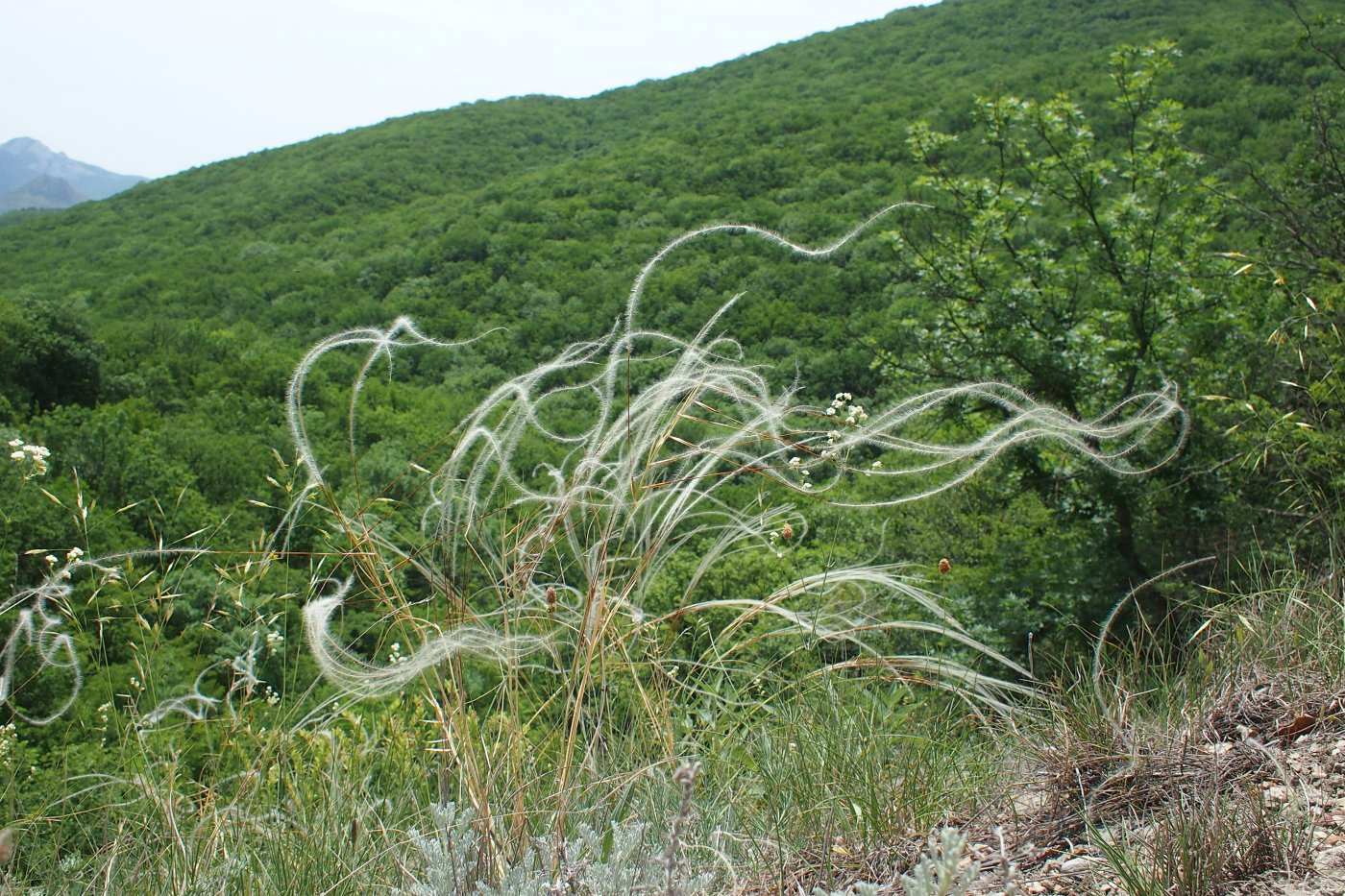 Image of genus Stipa specimen.