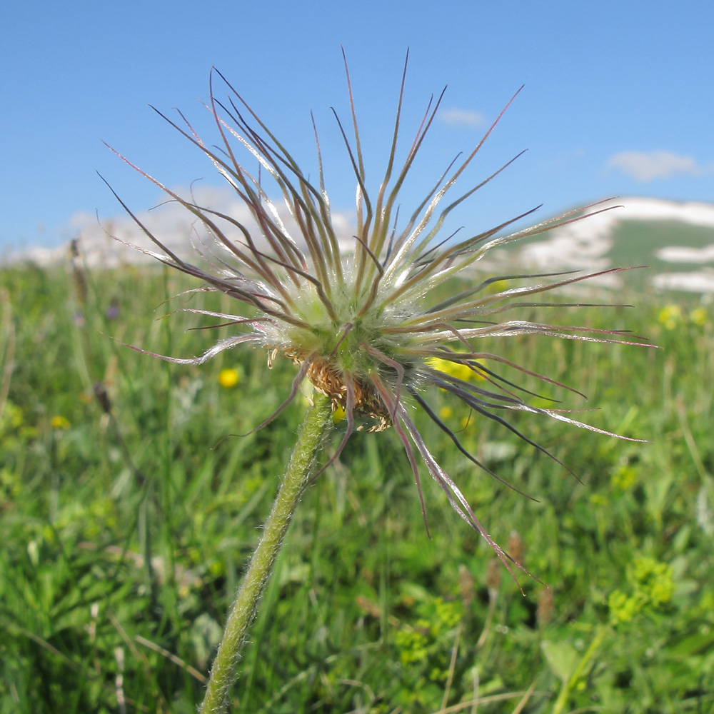 Image of Pulsatilla violacea specimen.