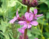 Lythrum salicaria. Соцветие. Приморский край, Уссурийский р-н. 02.07.2008.