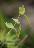 Corydalis bracteata. Верхушка плодоносящего растения. Мурманск, МГГУ, в культуре. 10.06.2014.