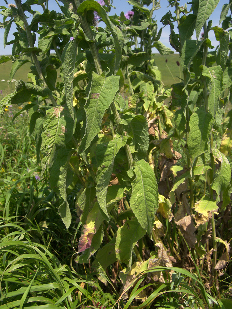 Image of Centaurea alutacea specimen.