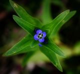 Gentiana cruciata. Цветок и листья. Пермский край, река Сылва, правый берег, в р-не камня Ермак, низкотравный луг, поросший молодыми соснами. 19.07.2013.