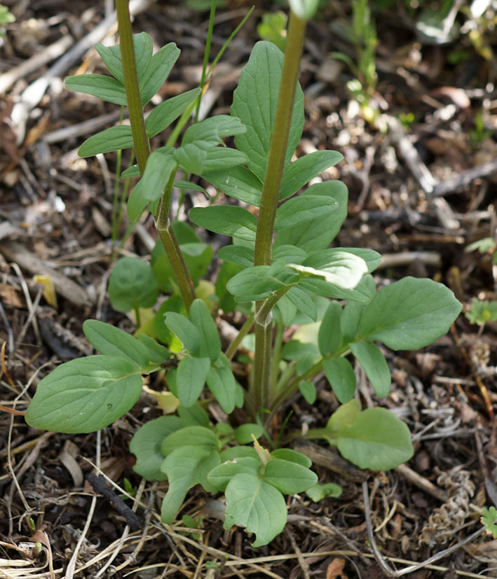 Изображение особи Valeriana dubia.