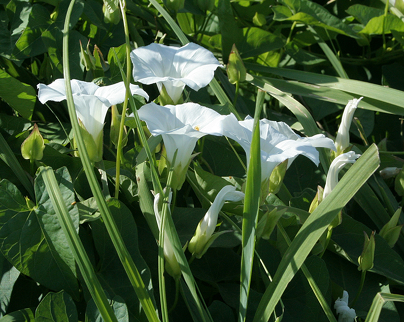 Image of Calystegia sepium specimen.