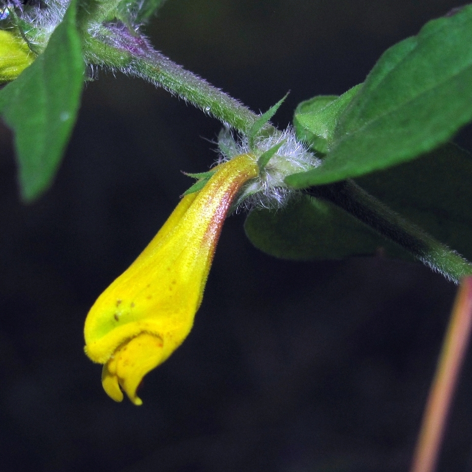 Изображение особи Melampyrum nemorosum.