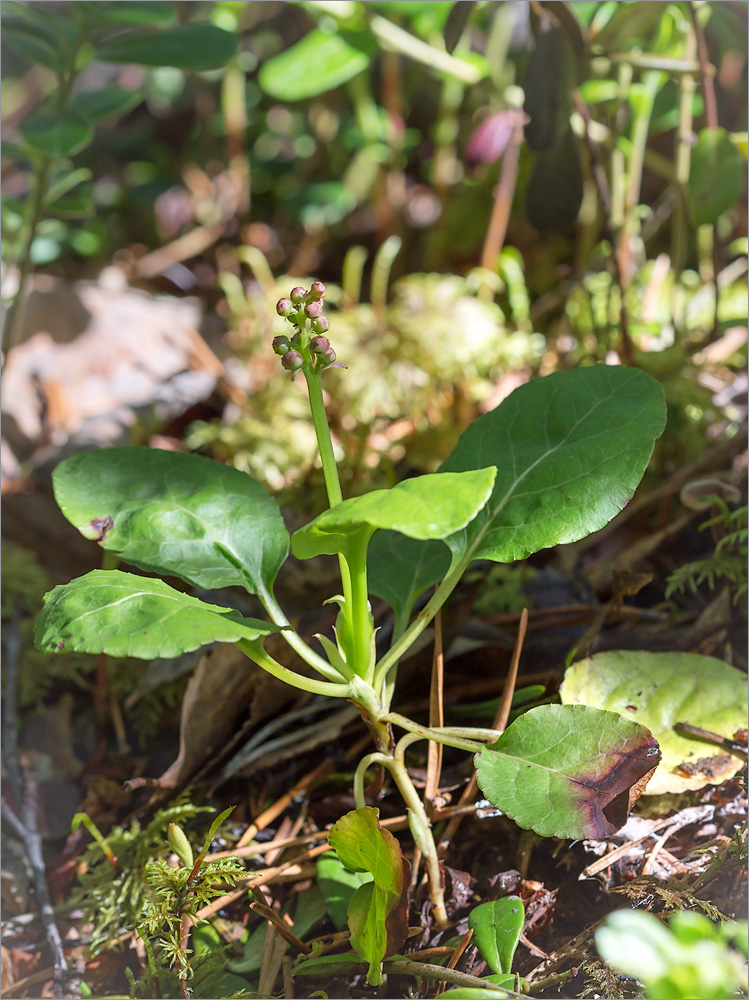 Image of Pyrola minor specimen.