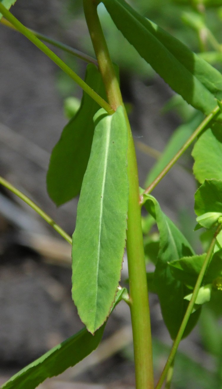 Image of Euphorbia stricta specimen.