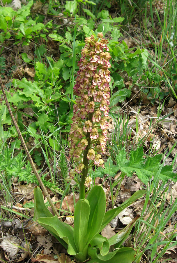 Изображение особи Orchis &times; wulffiana.