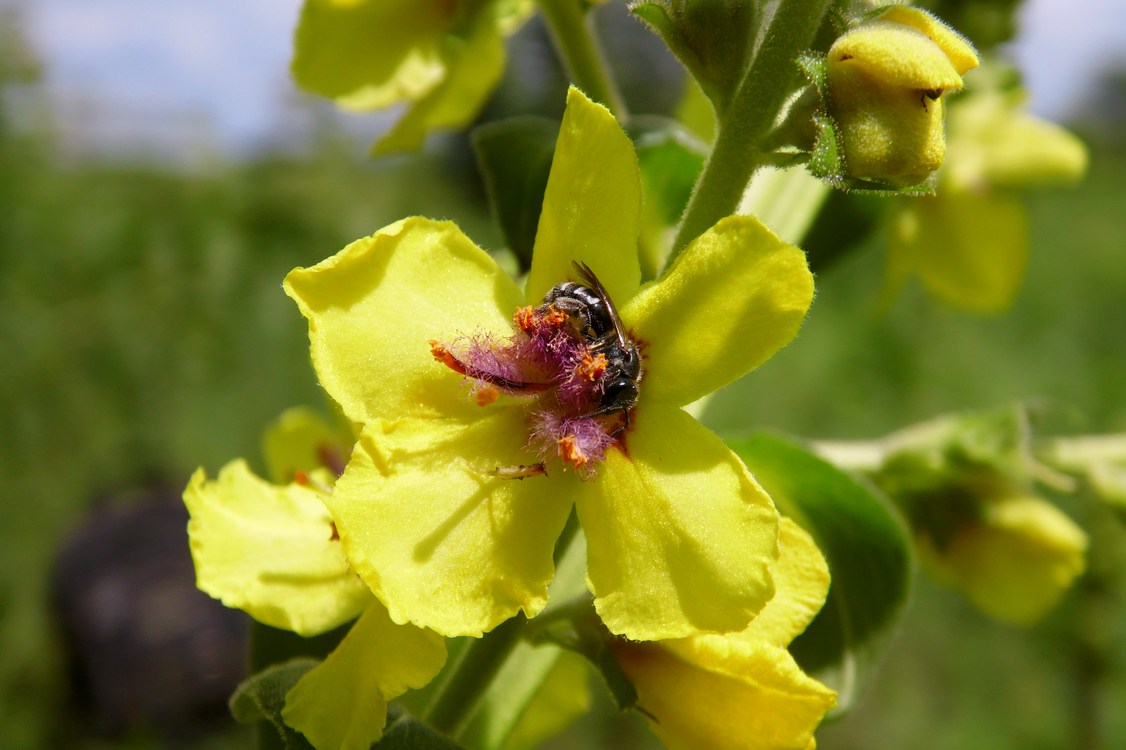 Image of Verbascum pyramidatum specimen.