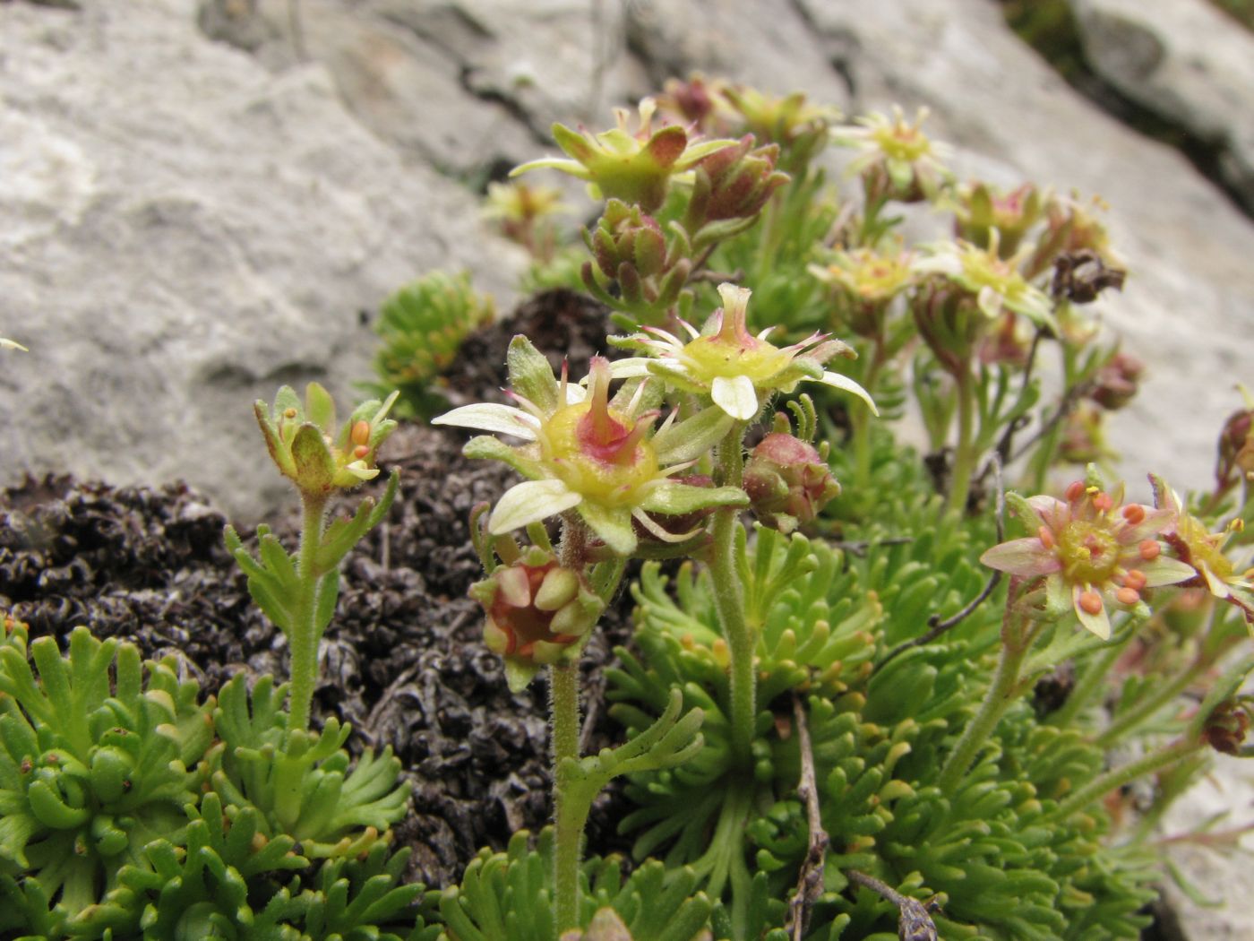 Image of Saxifraga adenophora specimen.