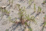 Plantago arenaria подвид orientalis. Растения на ракушечном пляже залива Сиваш. Крым, Арабатская стрелка, урочище Рожково. 22.06.2016.