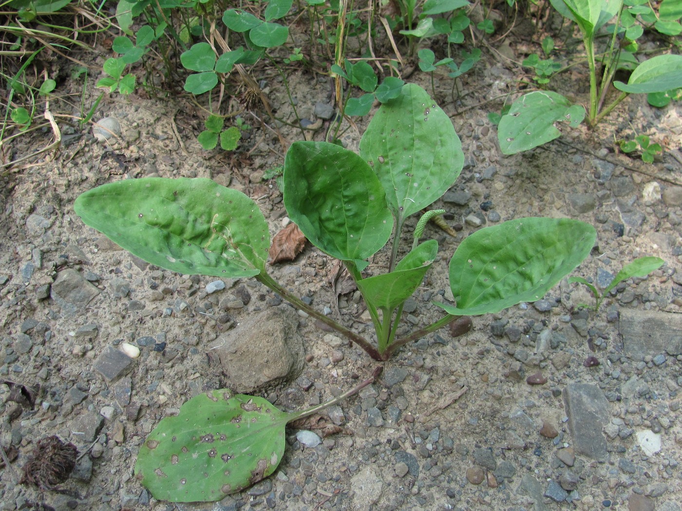 Image of Plantago major specimen.