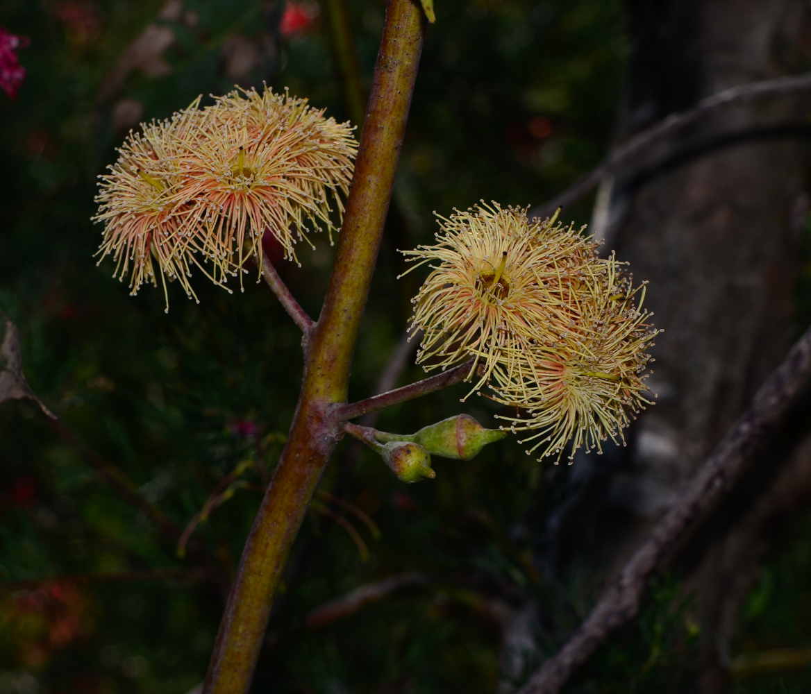 Изображение особи род Eucalyptus.