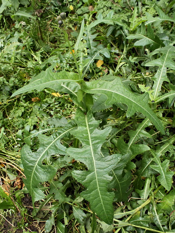 Image of Sonchus arvensis specimen.