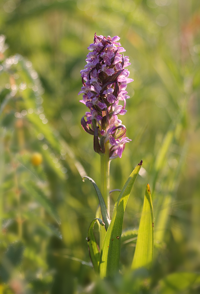 Image of Dactylorhiza incarnata specimen.