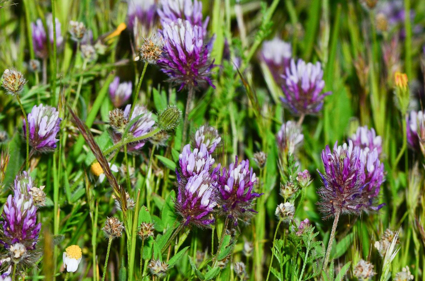 Image of Trifolium prophetarum specimen.