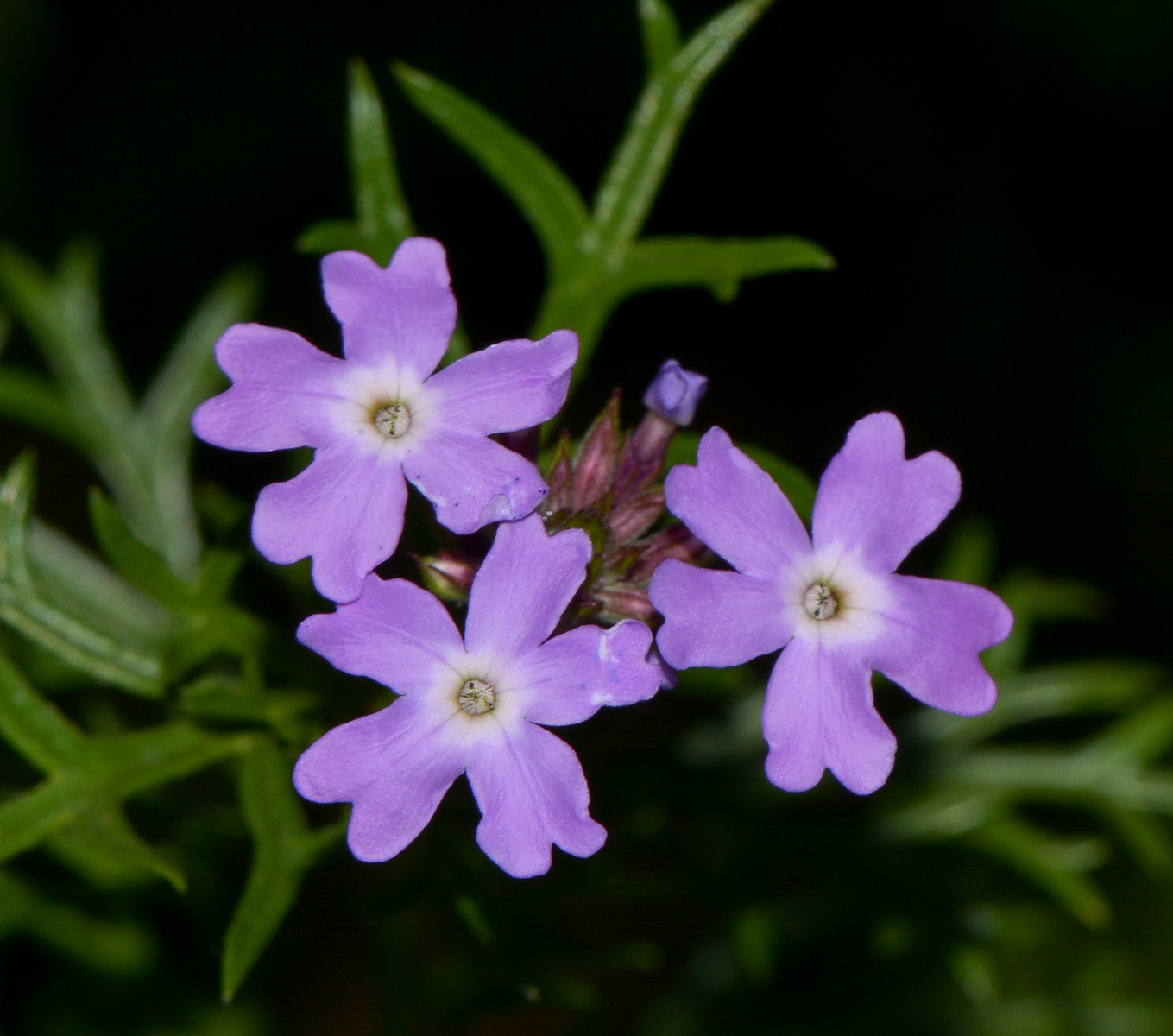 Image of Glandularia pulchella specimen.