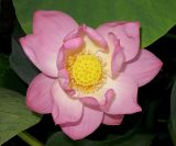 Смотреть изображение Nelumbo komarovii