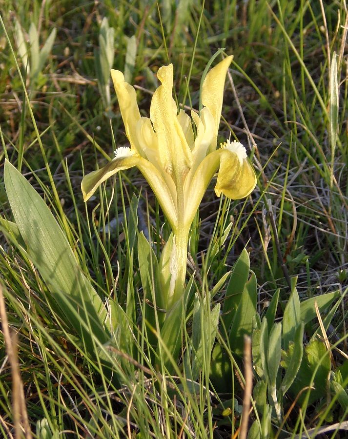 Image of Iris pumila specimen.