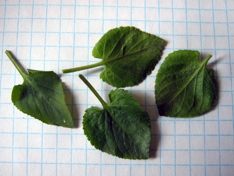 Image of genus Viola specimen.