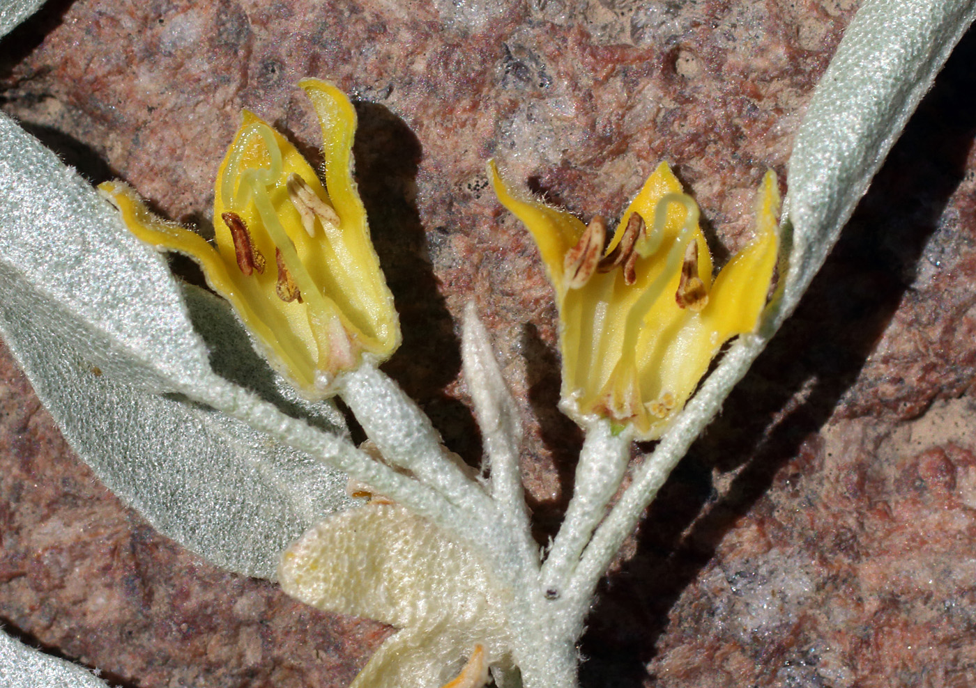 Image of Elaeagnus orientalis specimen.