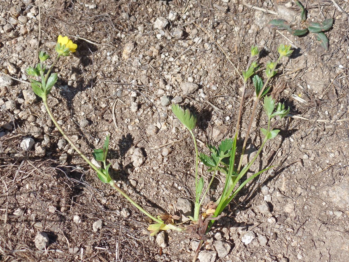 Image of Potentilla gelida ssp. boreo-asiatica specimen.