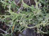 Cladonia furcata