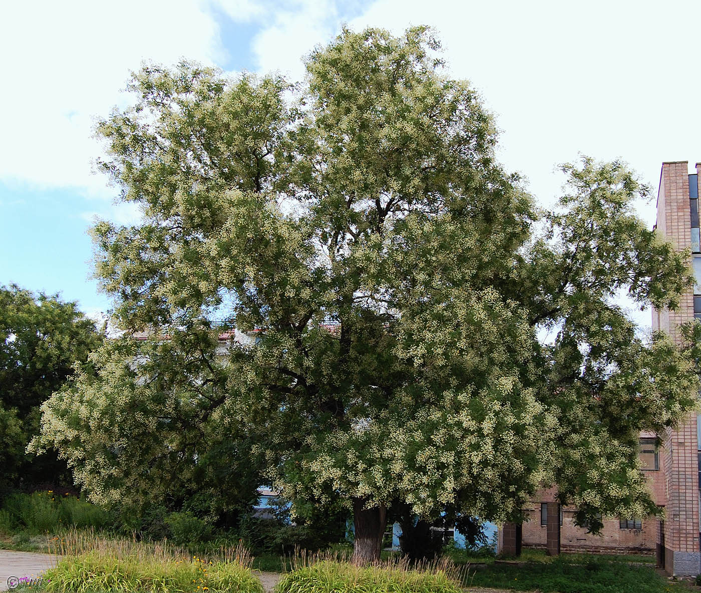 Image of Styphnolobium japonicum specimen.